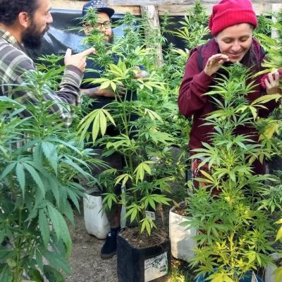 A Anvisa está considerando a possibilidade de adicionar flores de cannabis à Farmacopeia Brasileira.