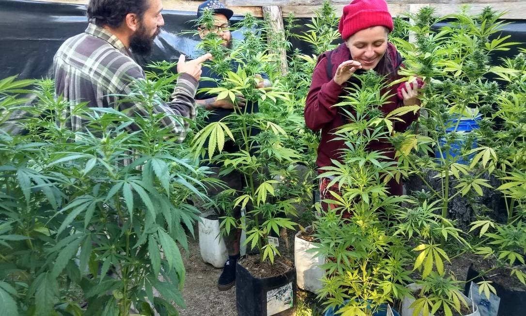 A Anvisa está considerando a possibilidade de adicionar flores de cannabis à Farmacopeia Brasileira.