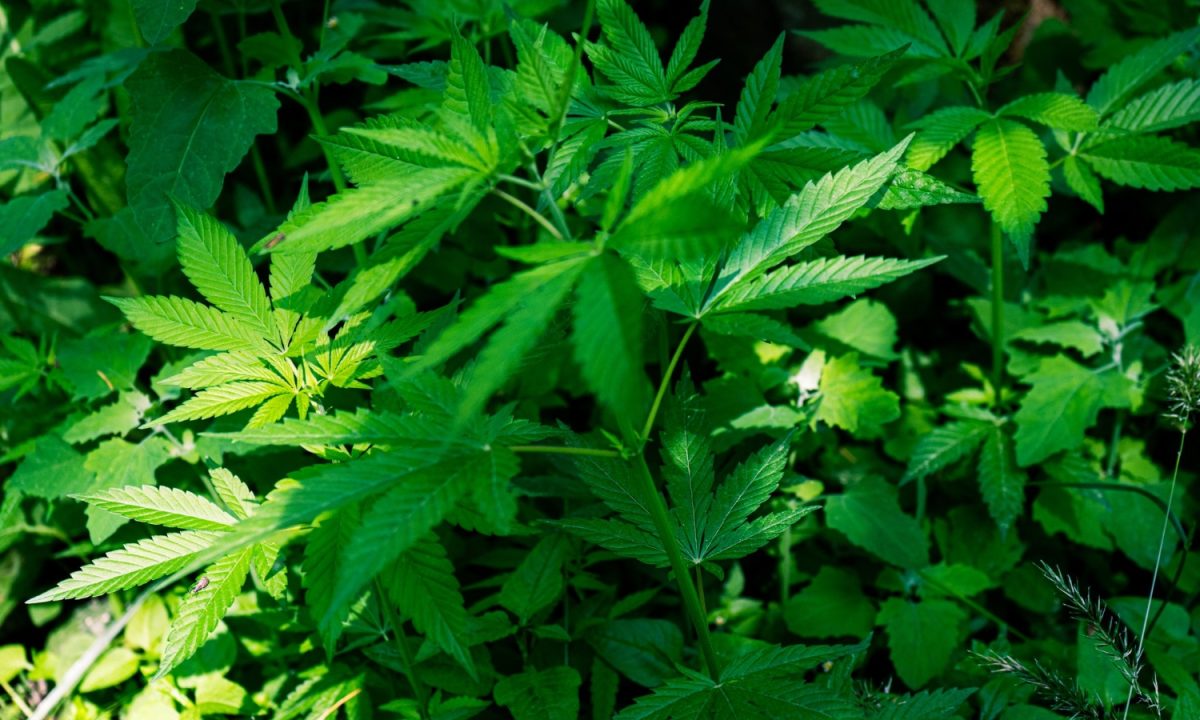 O Supremo Tribunal Federal agenda para quinta-feira, dia 20 de junho, a continuação do julgamento sobre a legalidade do porte de maconha.