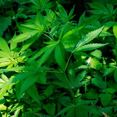 O Supremo Tribunal Federal agenda para quinta-feira, dia 20 de junho, a continuação do julgamento sobre a legalidade do porte de maconha.
