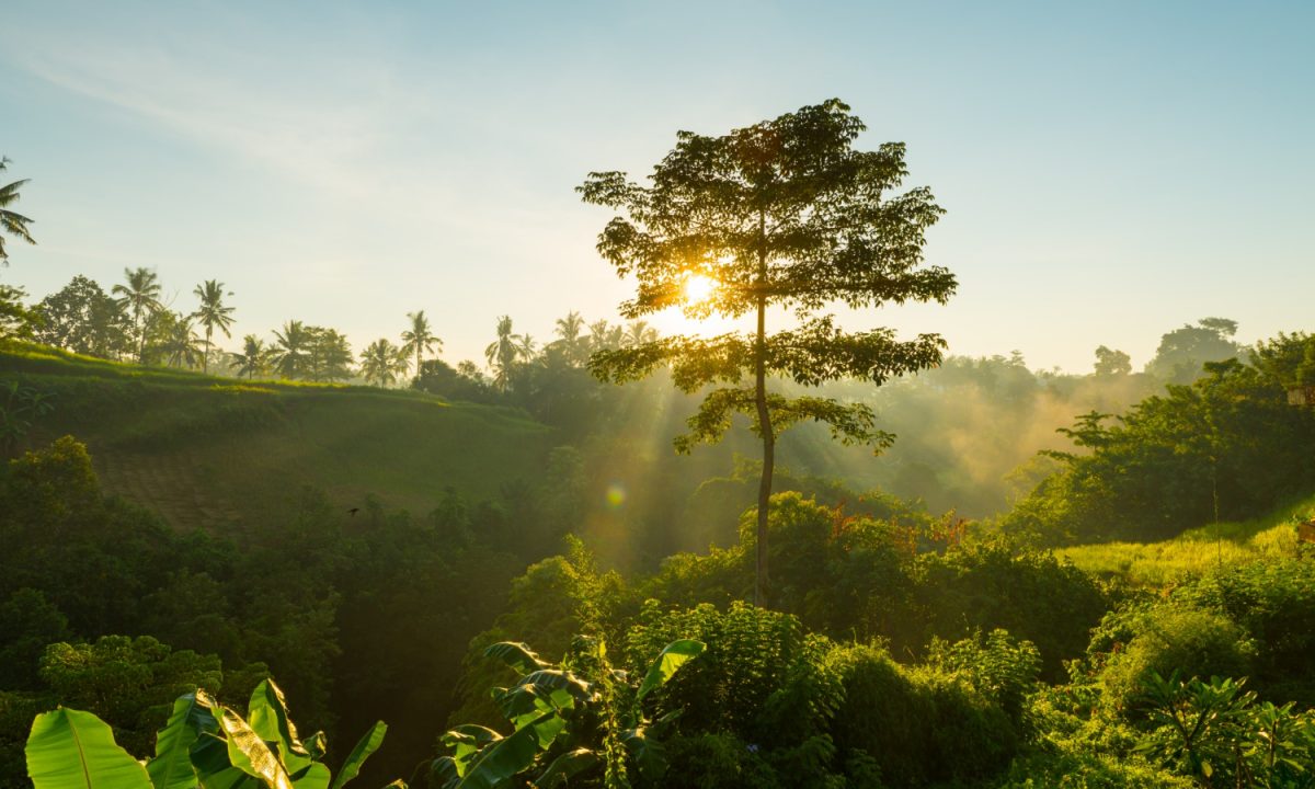 A restrição de propriedade de acordo com a legislação ambiental é uma medida administrativa e não gera direito à compensação financeira.