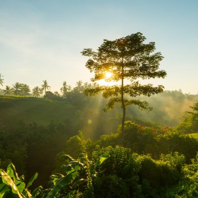 A justiça reconhece a dispensa do Imposto sobre a Propriedade Territorial Rural (ITR) para a propriedade rural localizada em Área de Preservação Permanente (APP).
