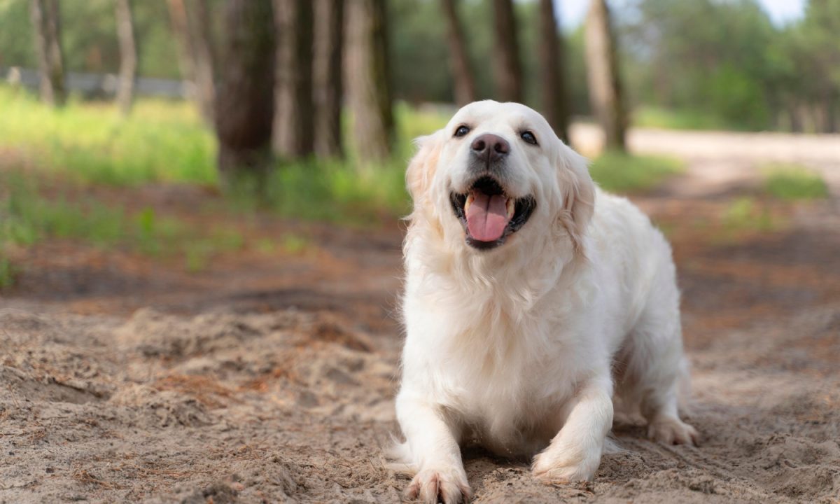 A companhia deve autorizar a entrada de cães de terapia emocional a bordo.