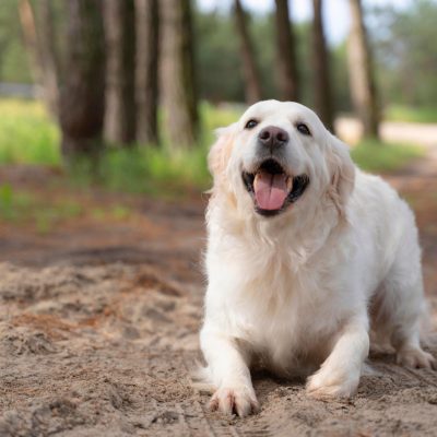 A companhia deve autorizar a entrada de cães de terapia emocional a bordo.