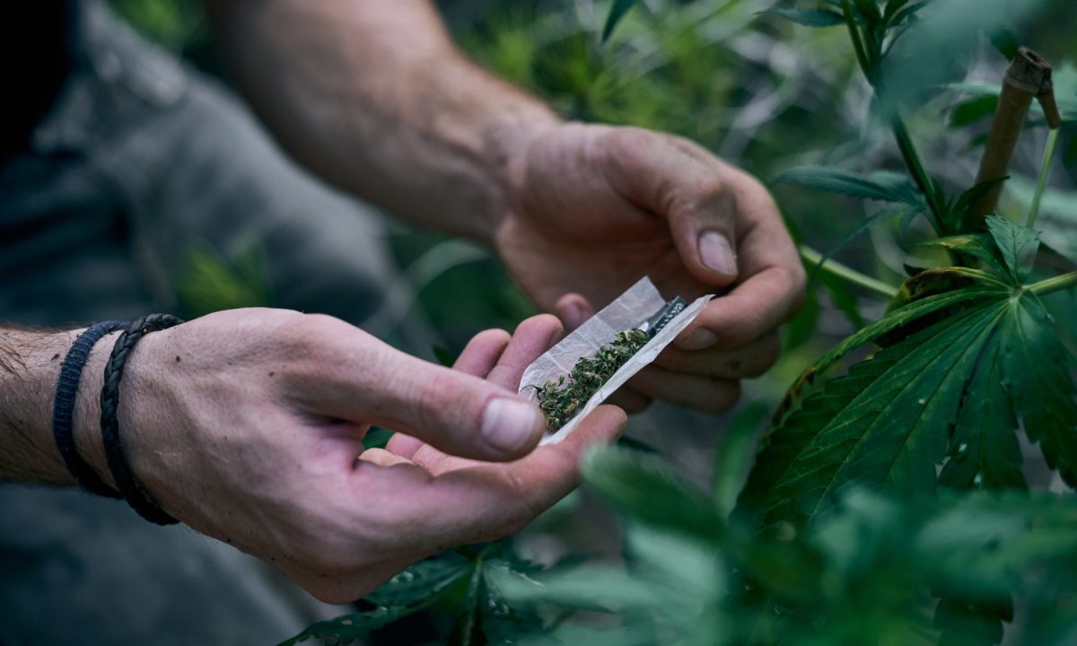 STJ rejeita acusação de tráfico e absolve usuário de maconha