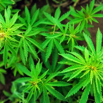 Uma residente da Argentina terá permissão para ingressar no país com flores de cannabis.