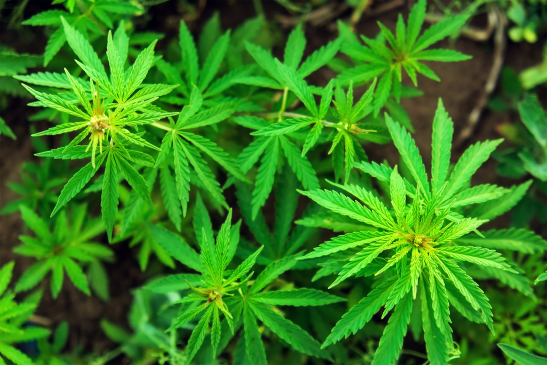 Uma residente da Argentina terá permissão para ingressar no país com flores de cannabis.